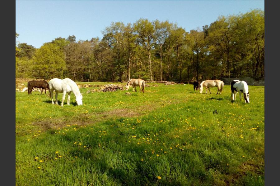 Centre équestre de mi-forêt